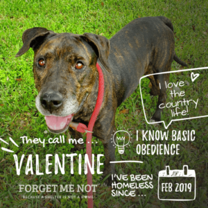 Valentine