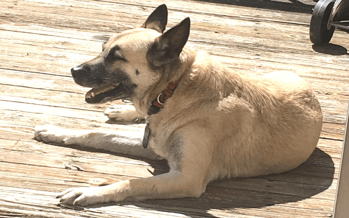 Iraq war veteran and senior shelter dog both get second chance through adoption