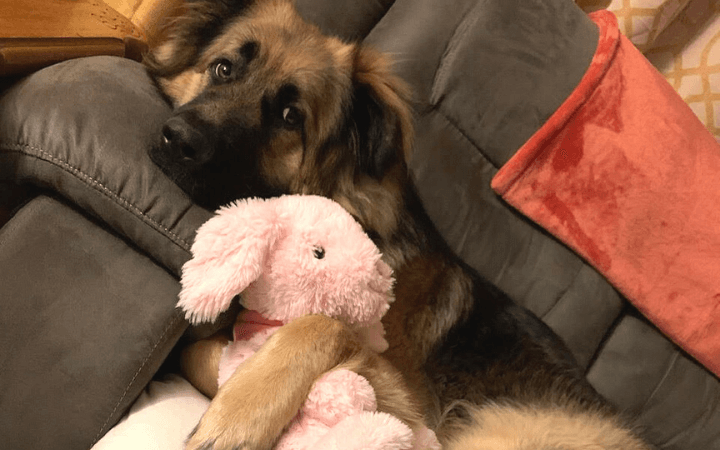 Army soldier finds unexpected companionship with 90-pound shelter dog