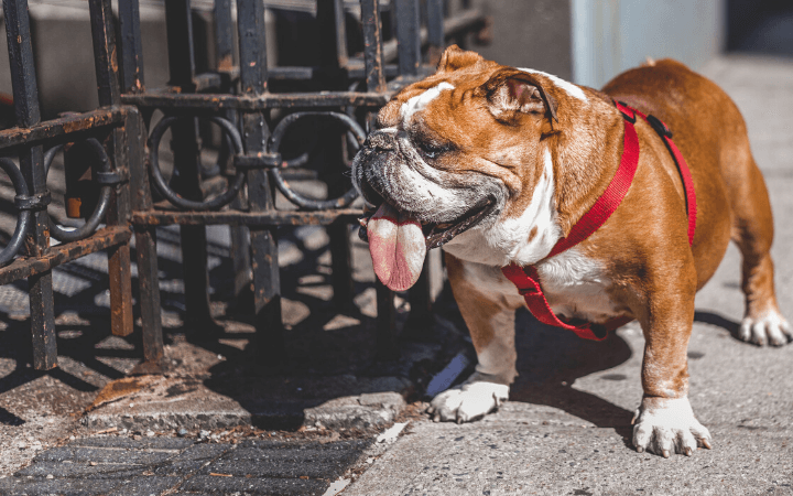 Hot weather pet care tips to keep dogs and cats healthy