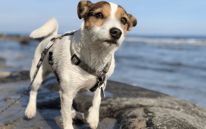 Hot weather pet care tips to keep dogs and cats healthy