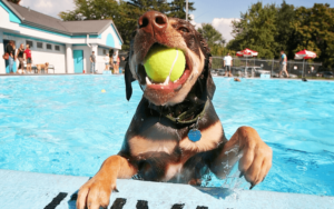 Hot weather pet care tips to keep dogs and cats healthy