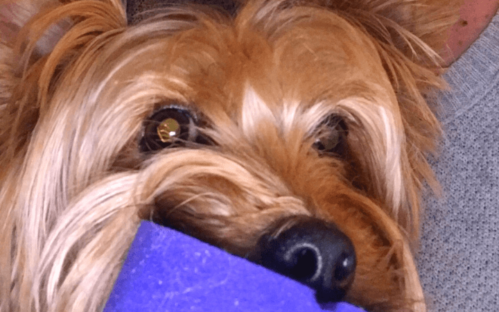 Tiny dog helps medically retired Air Force veteran find peace and a good night's sleep