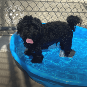 Marley needs a dog-savvy home with another high-energy pup!