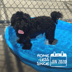 Marley needs a dog-savvy home with another high-energy pup!