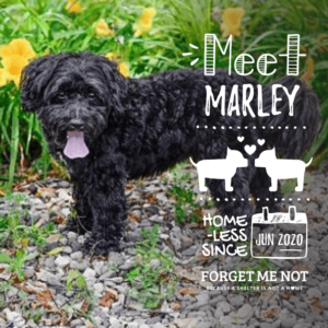 Marley needs a dog-savvy home with another high-energy pup!