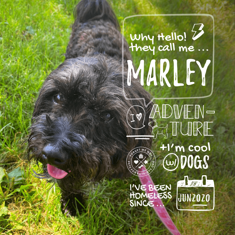 Marley needs a dog-savvy home with another high-energy pup!