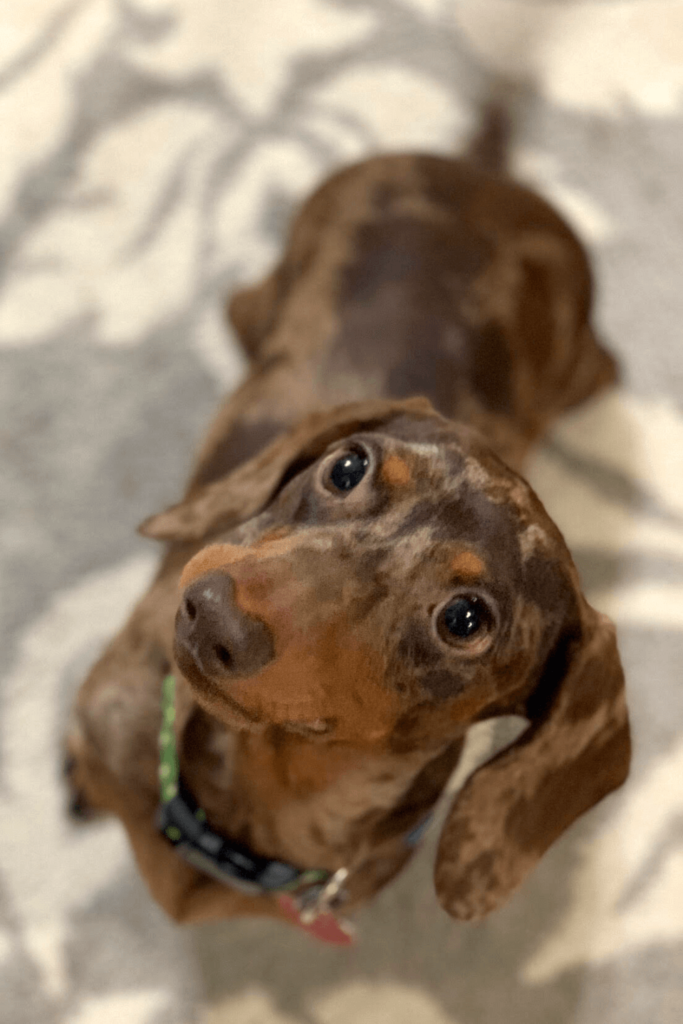 Army medic devoted to saving others adopts four-legged band of brothers for support