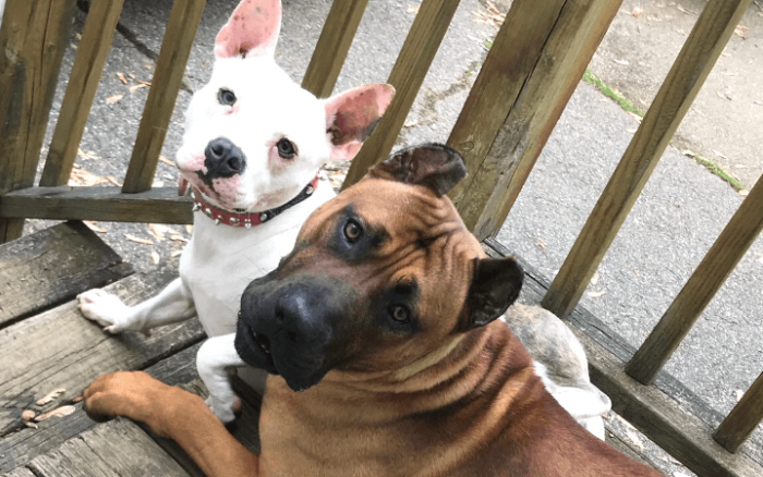 Rescue dogs help transgender sailor navigate PTSD Rescue dogs help transgender sailor navigate PTSD