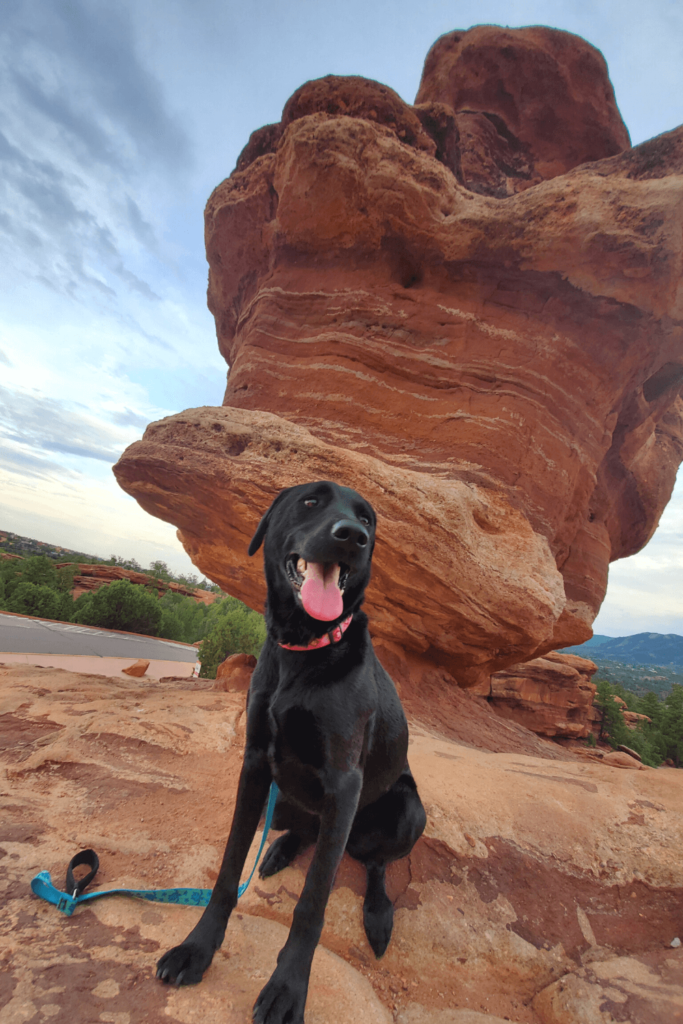 Urban search and rescue veteran and shelter dog save each other from depression