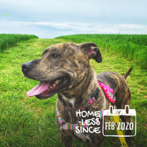 Maxie is a stunning girl who loves Cheetos, watermelon, and adventure!