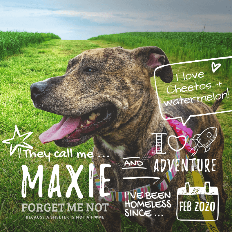 Maxie is a stunning girl who loves Cheetos, watermelon, and adventure!