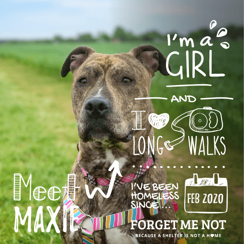 Maxie is a stunning girl who loves Cheetos, watermelon, and adventure!
