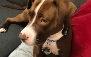 COVID-19 quarantine inspires Air Force veteran to give abused Pit Bull a loving home