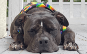 Older special needs Pit Bull helps Navy veteran overcome years of sleepless nights