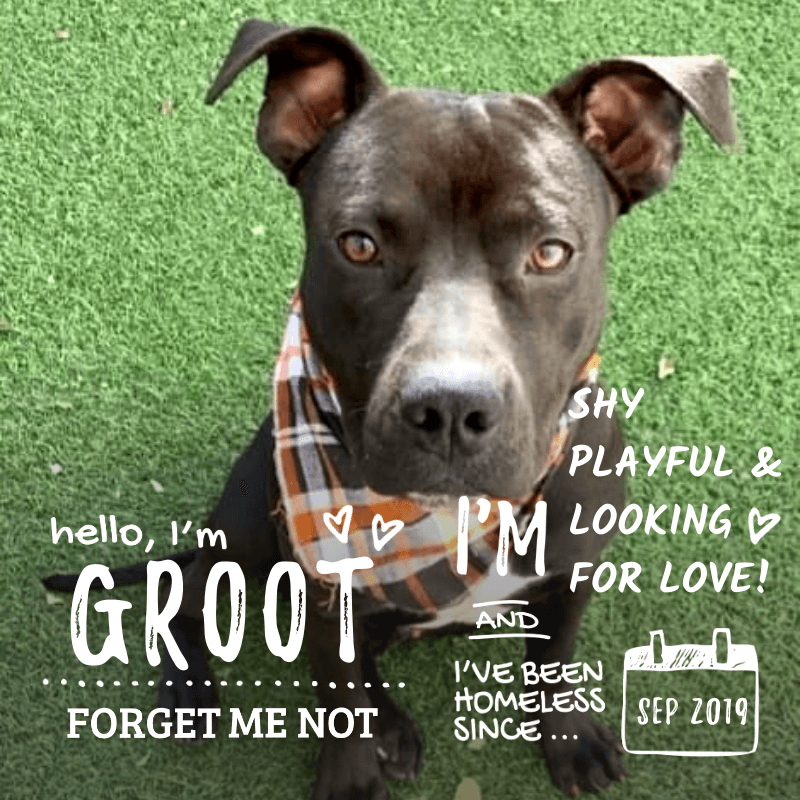 I am groot dog collar clearance