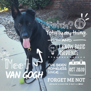 Van Gogh