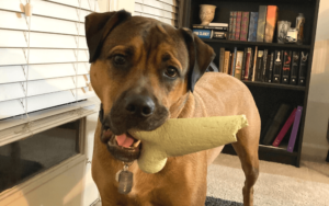 Three tour Iraq war veteran rescues giant lap dog who never had a home