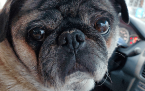 Spunky Pug gives Army veteran coping with unspeakable grief a reason to live