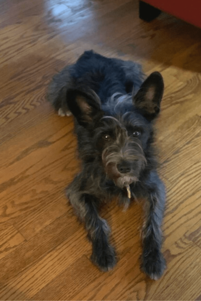 Retired naval aviator rescues four-legged copilot after losing a beloved dog