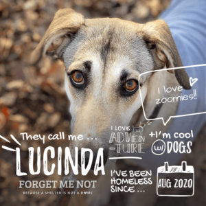 Lucinda