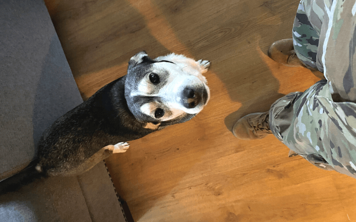 Air Force Reservist who embraces challenge rescues fearful Husky mix