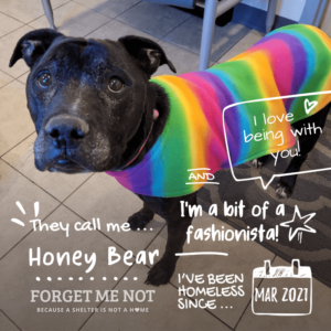 Honey Bear