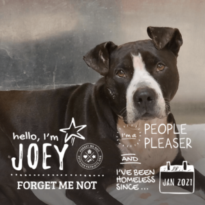 Joey