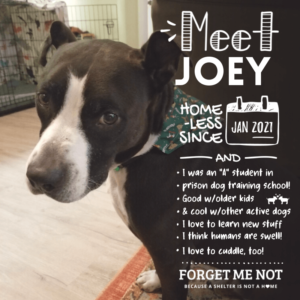 Joey