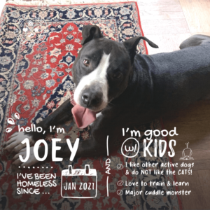 Joey