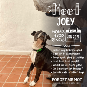 Joey