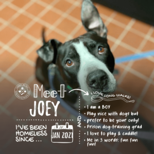 Joey