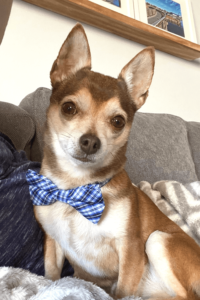 Petite pup keeps fear and loneliness at bay for elderly Navy veteran