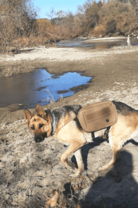 Too-short life of fearful rescue dog changes her military family forever