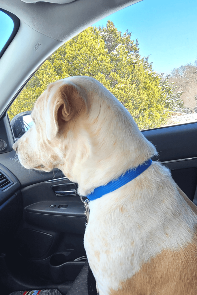 Blind and deaf dog in shelter 200 days til combat veteran comes to his rescue