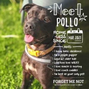 Pollo