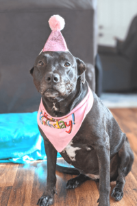 Pit Bull mix who loves dressing up gives Navy corpsman a reason to smile