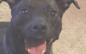 Navy veteran falls overboard for homeless Pit Bull's winning smile