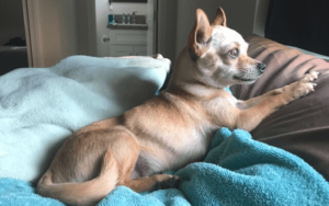 Navy veteran who never wanted pets opens his home to dogs in need