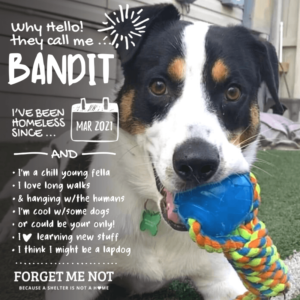 Bandit
