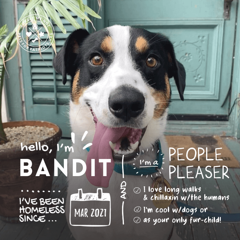 Bandit