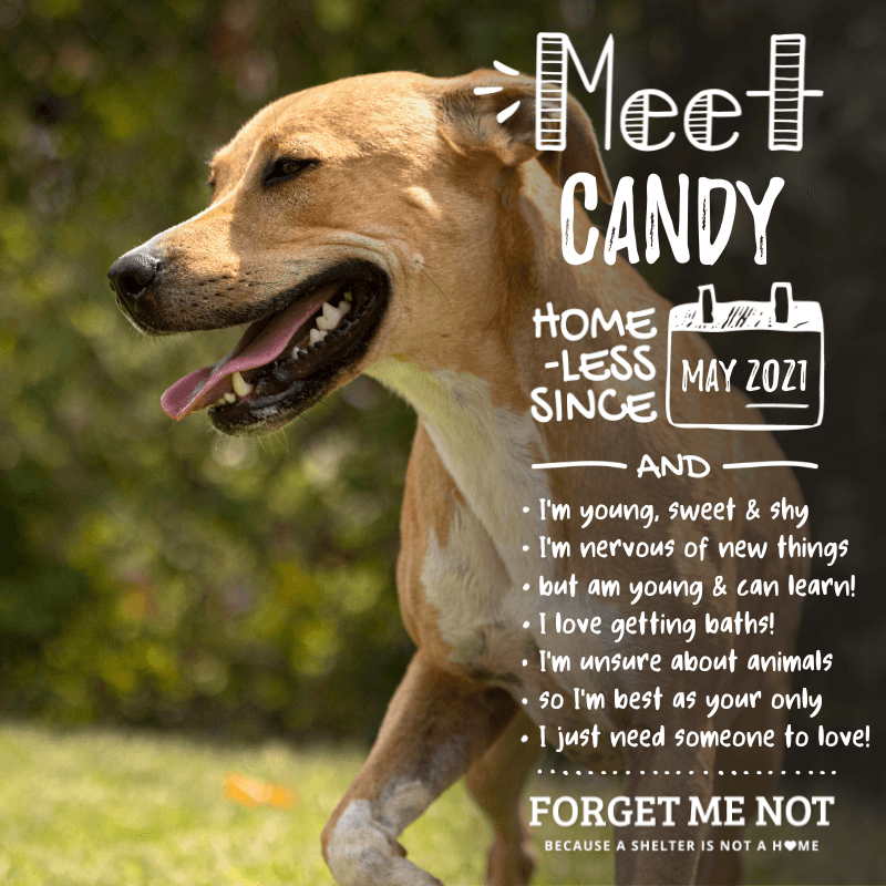 Candy Girl needs patience, love and training to build her confidence!