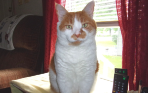 Rescued ginger cat a playful companion to elderly Air Force veteran