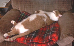 Rescued ginger cat a playful companion to elderly Air Force veteran