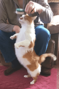 Rescued ginger cat a playful companion to elderly Air Force veteran