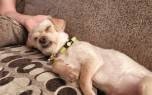 Rescued pup helps veteran with PTSD embrace the power of positive thinking