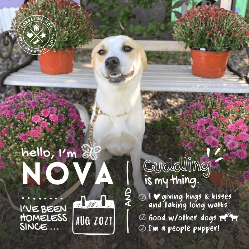 Nova