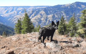 Anxious dog teaches Afghanistan war veteran to accept herself