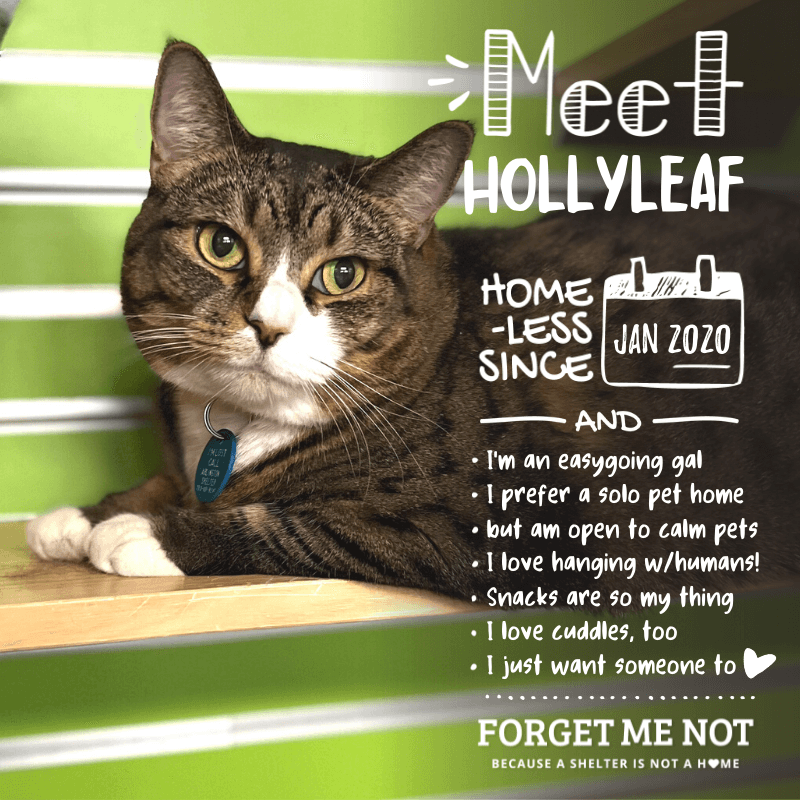 Hollyleaf is a special girl looking for a quiet, low-stress home - and  snacks!