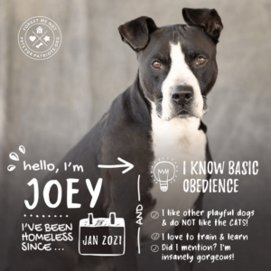 Joey